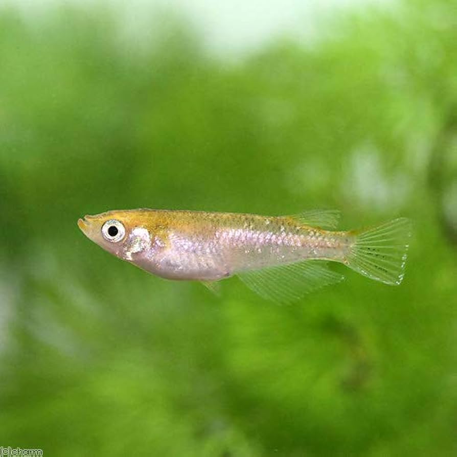 たぁちゃん3点まとめ★ ①珊瑚カメオ ② アメジスト ③琥珀ペンダント 楽天市場】珊瑚ペンダント 送料無料 ijoux fromsea K18血赤珊瑚